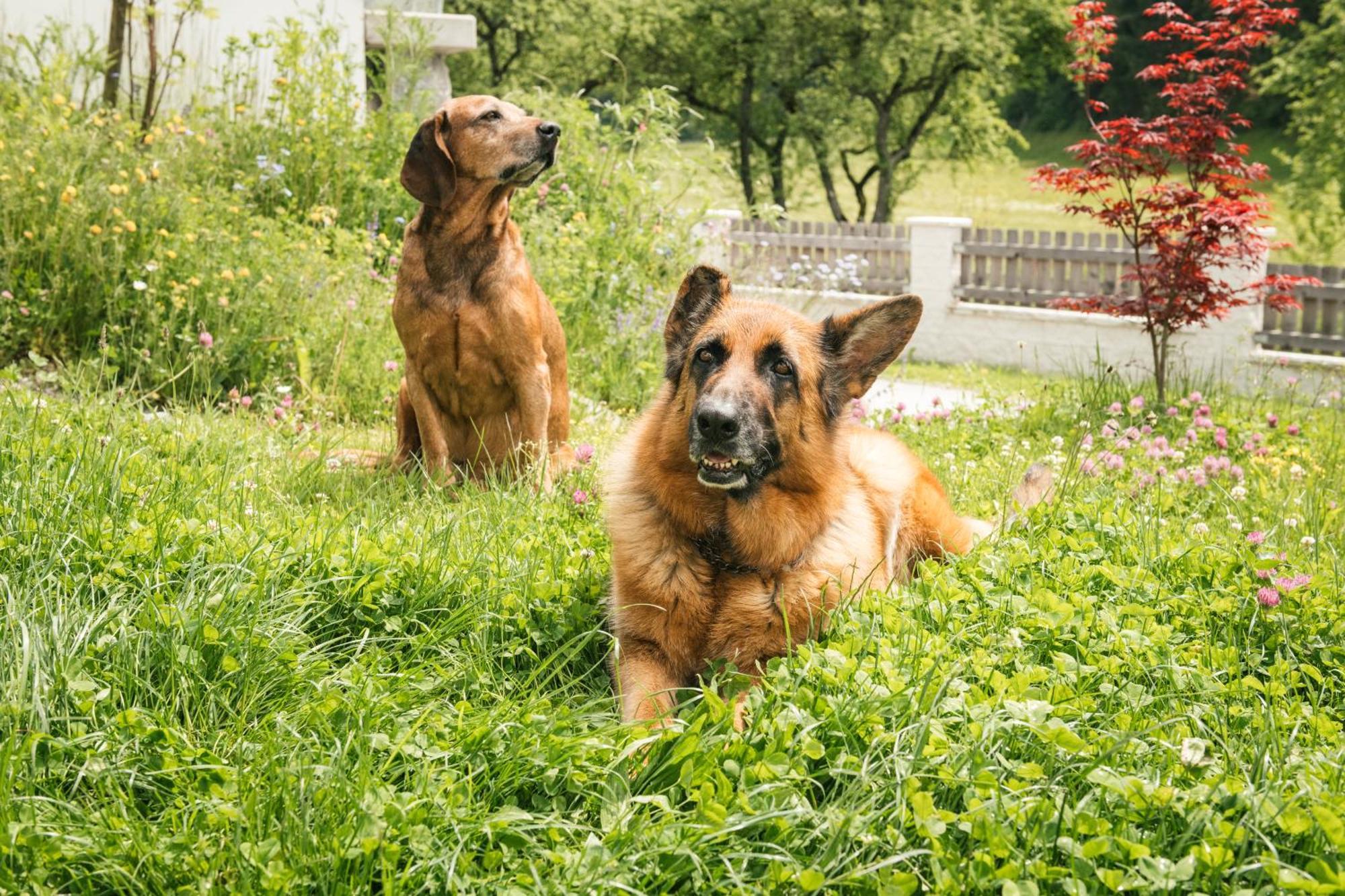 Neu Gotzens Edenhauserhof المظهر الخارجي الصورة